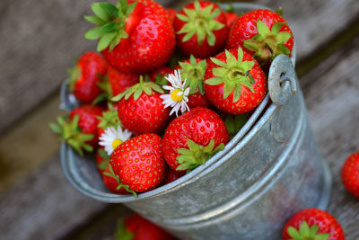 Erdbeerzeit auf dem Schwartenberg