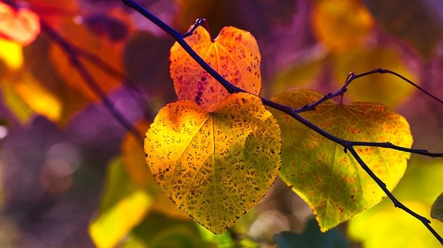 Großes Herbstfest auf dem Schwartenberg